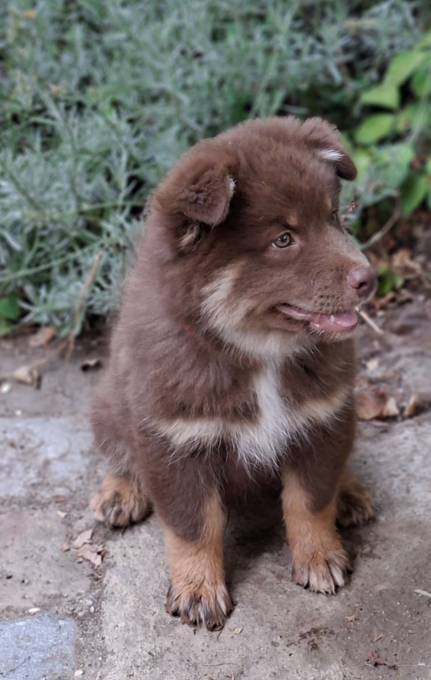 Chien finnois de Laponie - Panache Finnois