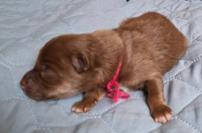 Les chiots de Chien finnois de Laponie