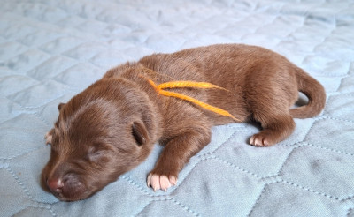 Les chiots de Chien finnois de Laponie