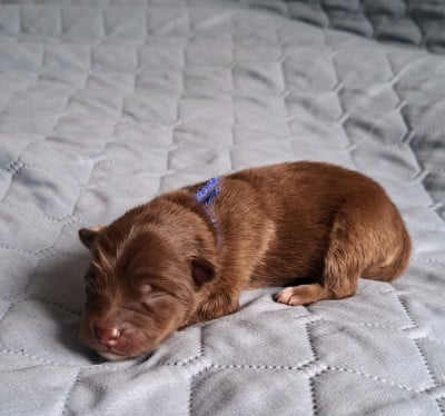 Les chiots de Chien finnois de Laponie