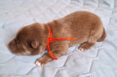 Les chiots de Chien finnois de Laponie
