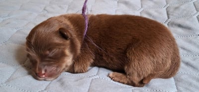 Les chiots de Chien finnois de Laponie