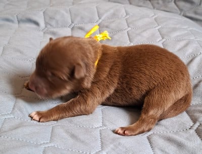 Les chiots de Chien finnois de Laponie