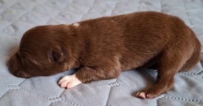 Les chiots de Chien finnois de Laponie
