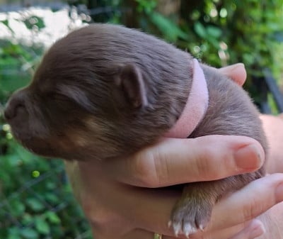 Les chiots de Chien finnois de Laponie