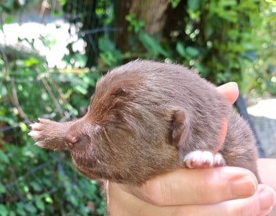 Les chiots de Chien finnois de Laponie