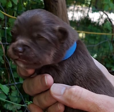 Les chiots de Chien finnois de Laponie