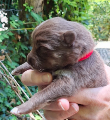 Les chiots de Chien finnois de Laponie