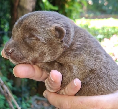 Les chiots de Chien finnois de Laponie