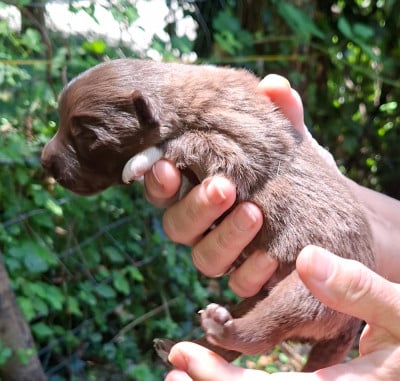 Les chiots de Chien finnois de Laponie