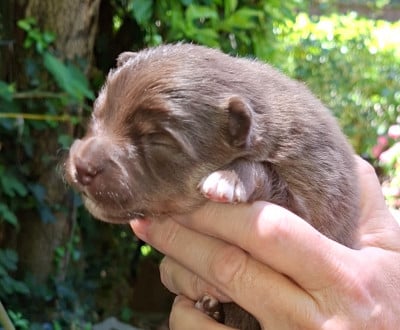 Les chiots de Chien finnois de Laponie