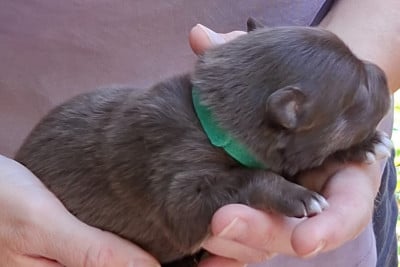 Les chiots de Chien finnois de Laponie