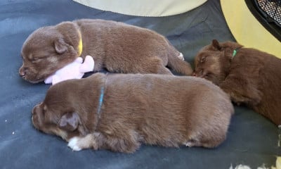 Les chiots de Chien finnois de Laponie