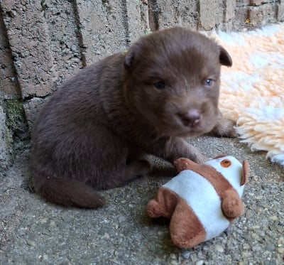 Les chiots de Chien finnois de Laponie