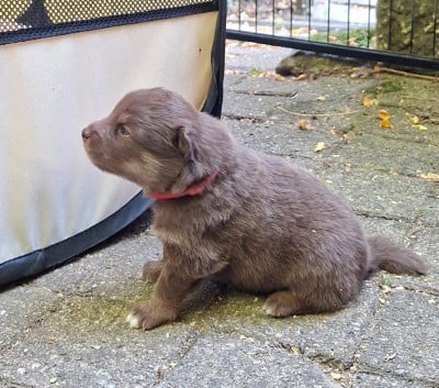 Les chiots de Chien finnois de Laponie