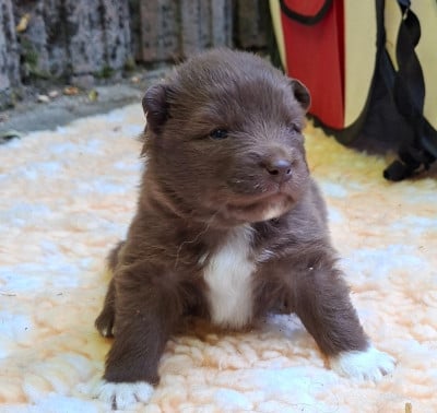 Les chiots de Chien finnois de Laponie