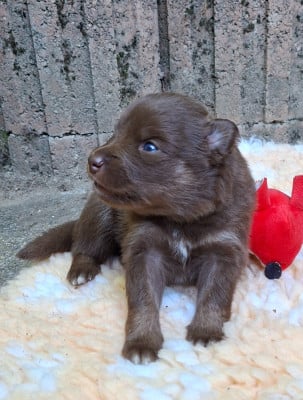 Les chiots de Chien finnois de Laponie