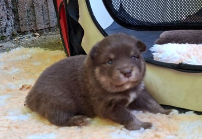 Les chiots de Chien finnois de Laponie