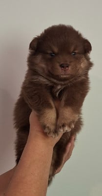 Les chiots de Chien finnois de Laponie