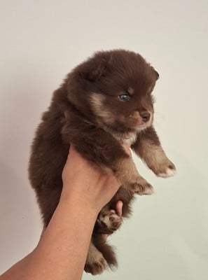 Les chiots de Chien finnois de Laponie