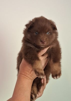 Les chiots de Chien finnois de Laponie