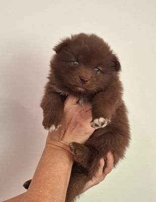 Les chiots de Chien finnois de Laponie