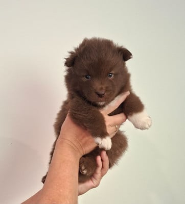 Les chiots de Chien finnois de Laponie