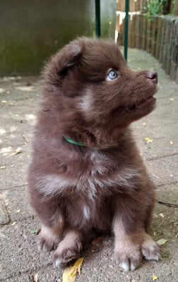 Les chiots de Chien finnois de Laponie