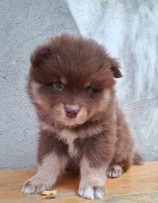 Les chiots de Chien finnois de Laponie