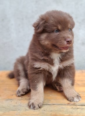 Les chiots de Chien finnois de Laponie