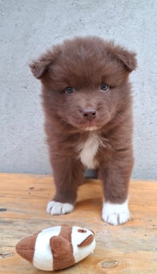 Les chiots de Chien finnois de Laponie