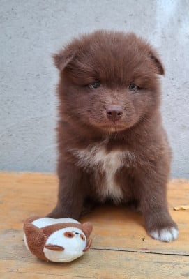 Les chiots de Chien finnois de Laponie