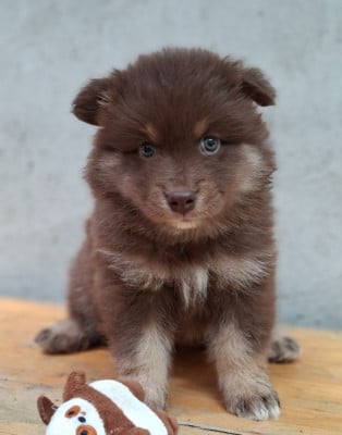 Les chiots de Chien finnois de Laponie