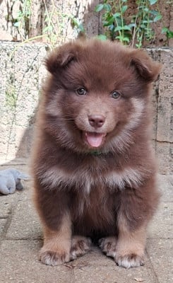 Les chiots de Chien finnois de Laponie