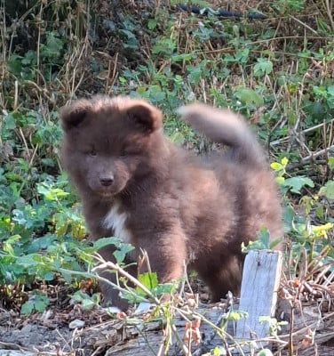 Les chiots de Chien finnois de Laponie