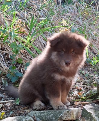 Les chiots de Chien finnois de Laponie