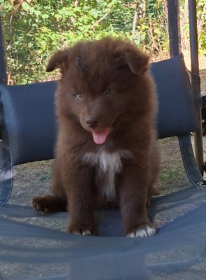 Les chiots de Chien finnois de Laponie