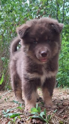 Les chiots de Chien finnois de Laponie