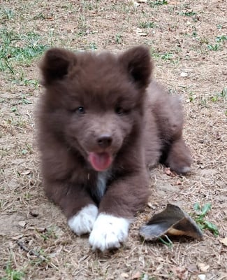Les chiots de Chien finnois de Laponie