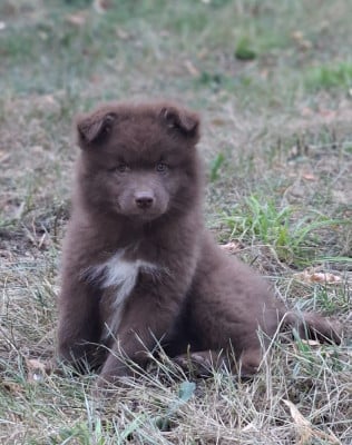 Les chiots de Chien finnois de Laponie