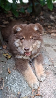 Les chiots de Chien finnois de Laponie