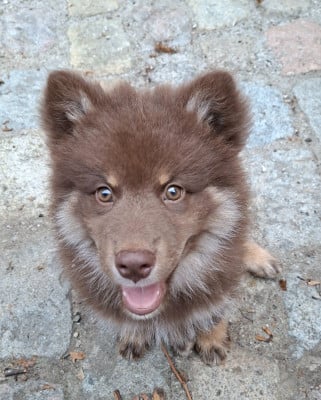 Les chiots de Chien finnois de Laponie
