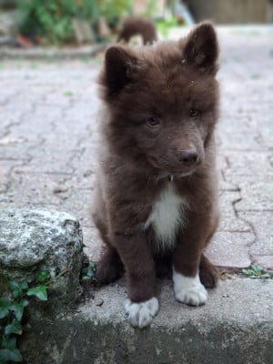 Les chiots de Chien finnois de Laponie