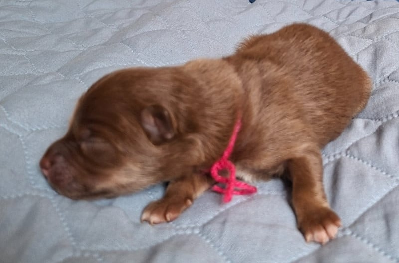 Chien finnois de Laponie - Panache Finnois