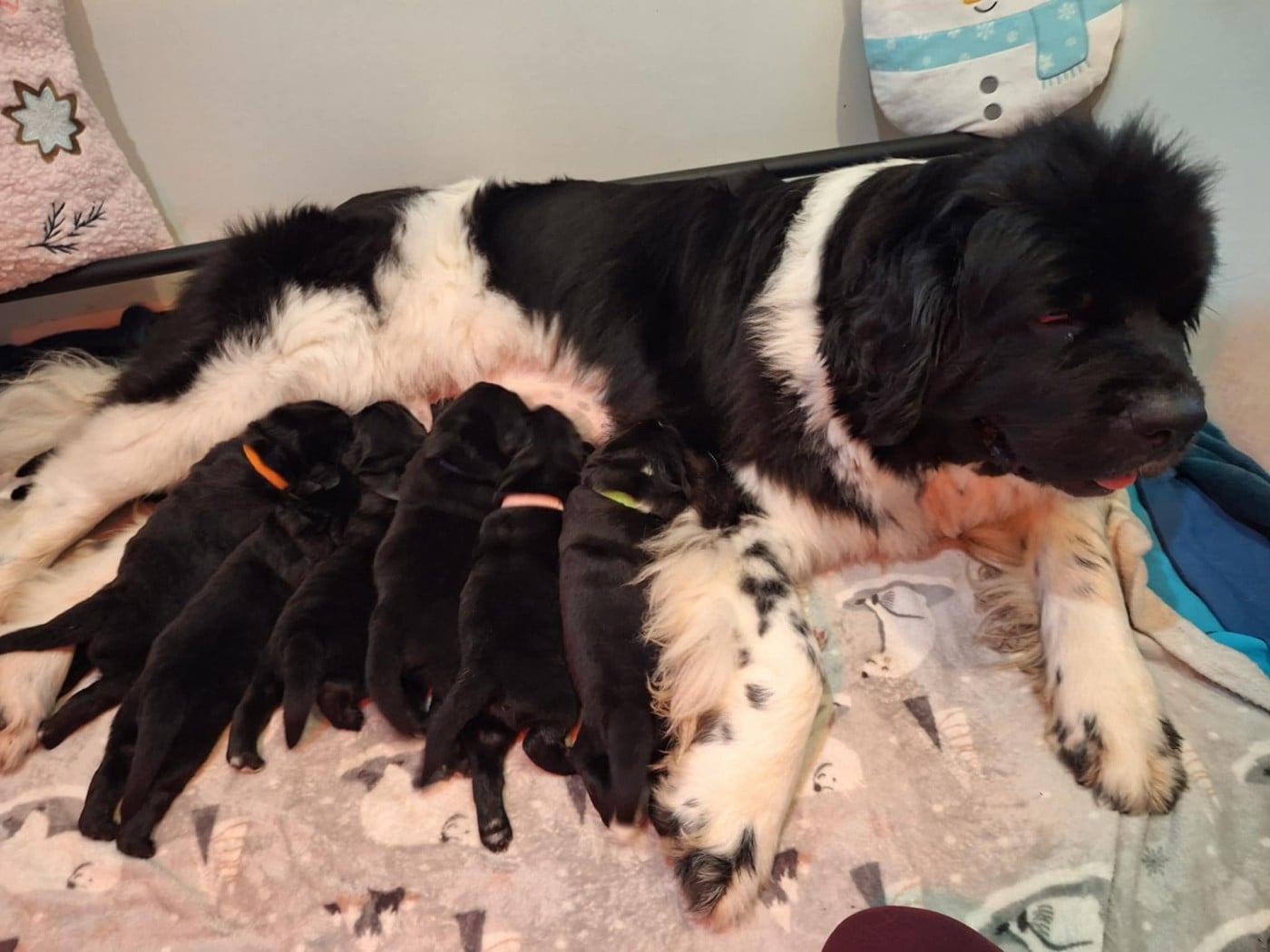 Terre-neuve - Of The Seventh Wave