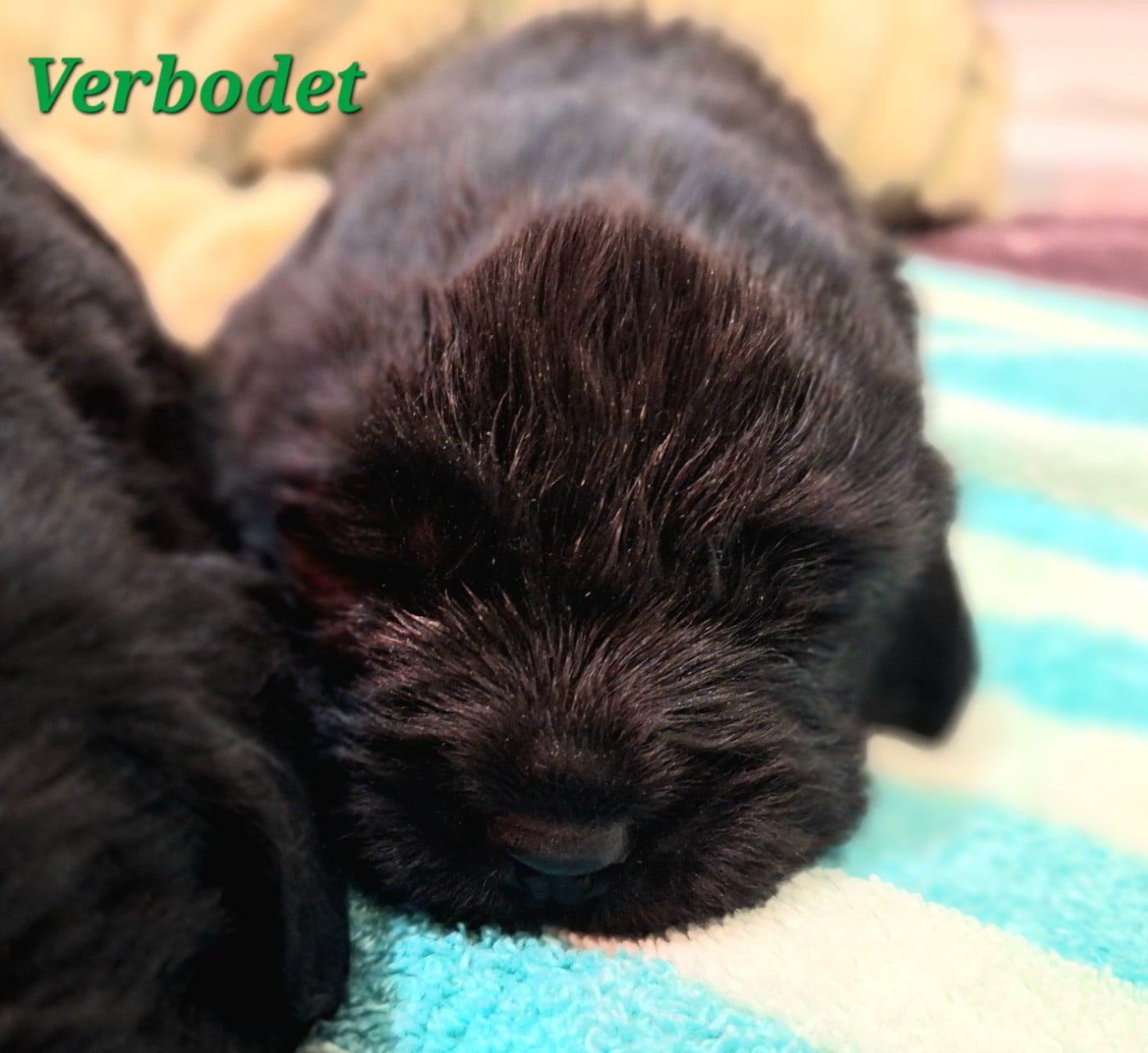 Verbodet