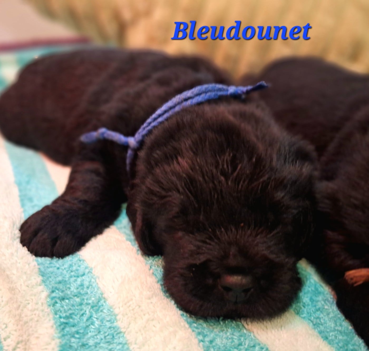 Bleudounet