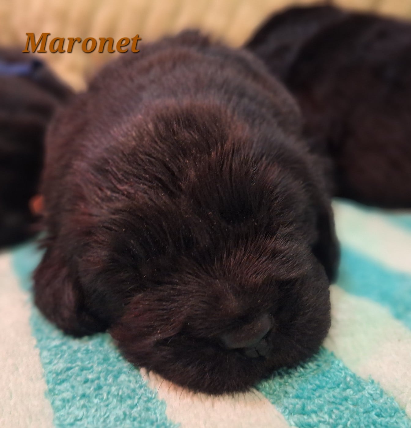 Marounet