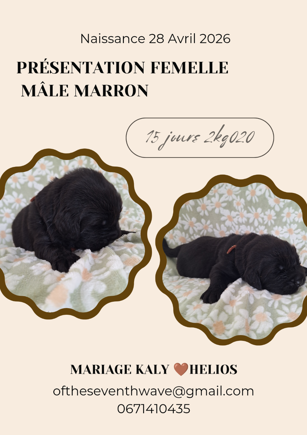 Marounet