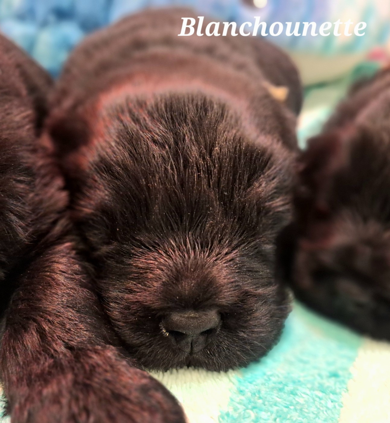 Blanchounette